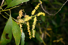 Acacia holosericea
