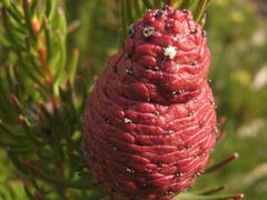 Leucadendron teretifolium
