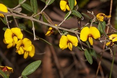 Bossiaea kiamensis