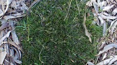 Schoenus breviculmis