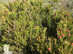 Leucadendron teretifolium