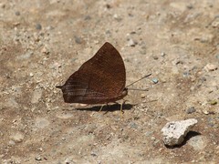 Fountainea rayoensis