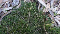 Schoenus breviculmis