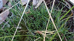 Schoenus breviculmis