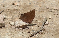 Fountainea rayoensis