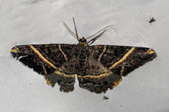 Harutalcis atrostipata