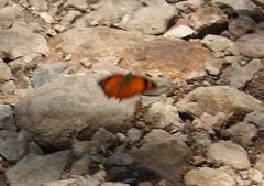 Fountainea rayoensis