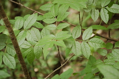 Fraxinus purpusii
