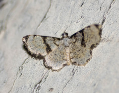 Monocerotesa connexa