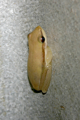 Litoria bicolor