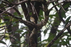 Pachycephala simplex