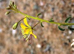 Cleome foliosa lutea