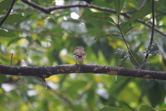 Pachycephala simplex
