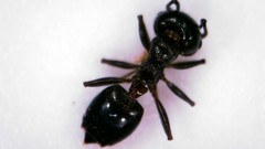 Crematogaster auberti