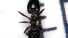 Crematogaster auberti