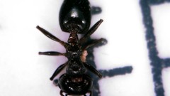 Crematogaster auberti