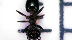 Crematogaster auberti