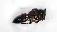 Crematogaster auberti