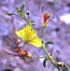 Cleome foliosa lutea