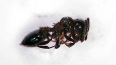 Crematogaster auberti