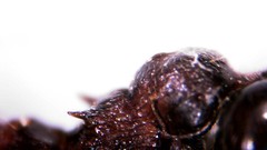 Crematogaster auberti