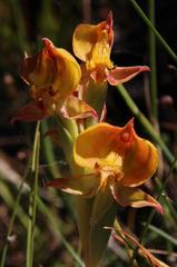 Pterygodium acutifolium