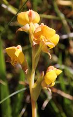 Pterygodium acutifolium