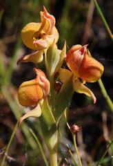 Pterygodium acutifolium
