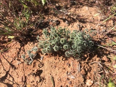 Gethyllis lanuginosa