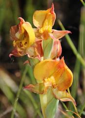 Pterygodium acutifolium