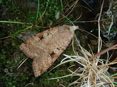 Diarsia nipponica