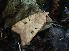 Diarsia nipponica