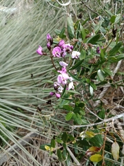 Glycine rubiginosa