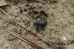 Plesiophthalmus davidis