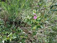 Glycine rubiginosa