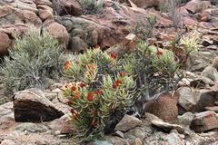 Crassula macowaniana