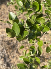 Eugenia capensis image