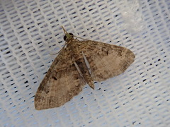 Chloroclystis excisa