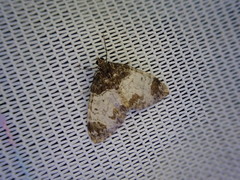 Dysstroma albicoma