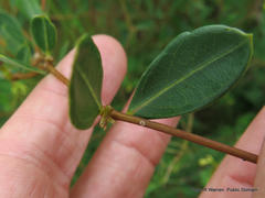 Cryptolepis oblongifolia