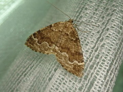 Scionomia parasinuosa