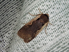 Dichagyris triangularis