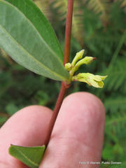 Cryptolepis oblongifolia