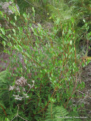 Cryptolepis oblongifolia