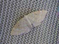 Asthena sachalinensis