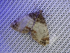 Dysstroma albicoma