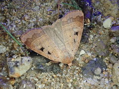 Sineugraphe bipartita