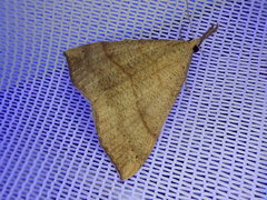 Hypena proboscidalis