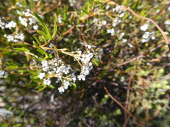 Logania linifolia