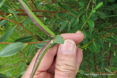 Cryptolepis oblongifolia